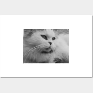 Cute fluffy cat - Black and white photograph Posters and Art